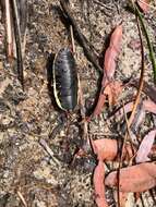 Image of Botany Bay Cockroach