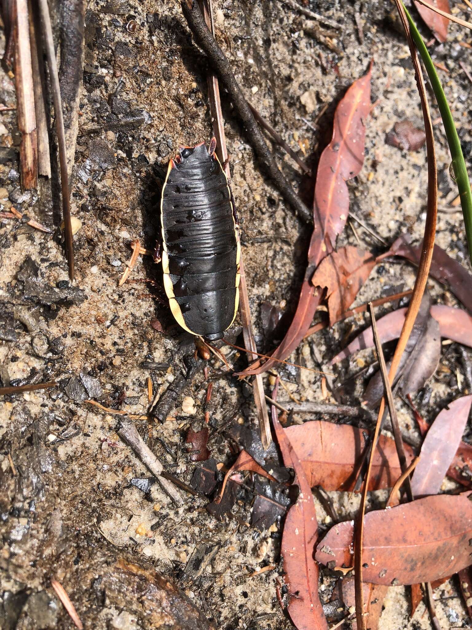 Image of Botany Bay Cockroach