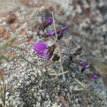 Image of <i>Glycine rubiginosa</i>