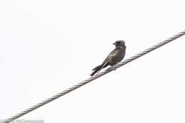 Image of Dusky Woodswallow