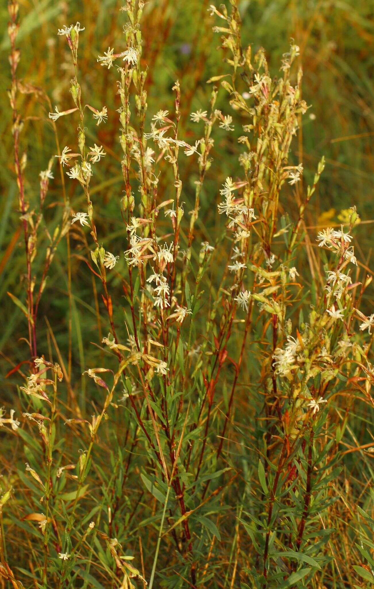 Image of Silene tatarica (L.) Pers.