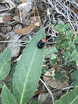 Image of Shiny Flea Beetle