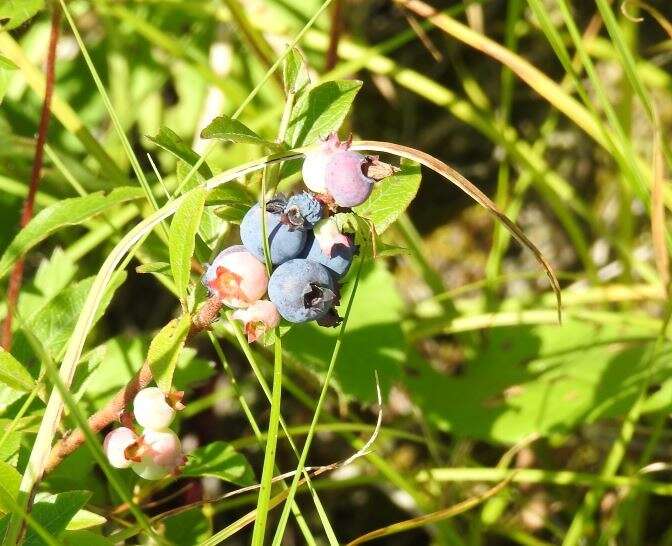 صورة Vaccinium myrtilloides Michx.