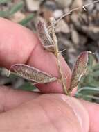 Image of Minthorn's milkvetch