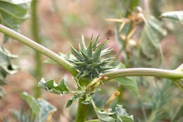 Image de Datura ferox L.