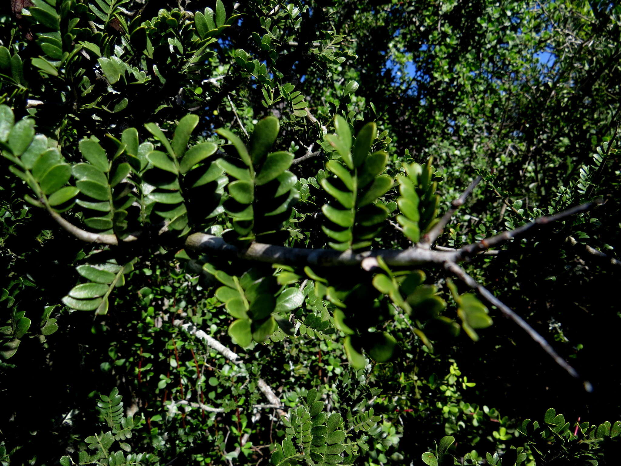 Image of Hottentot's Bean