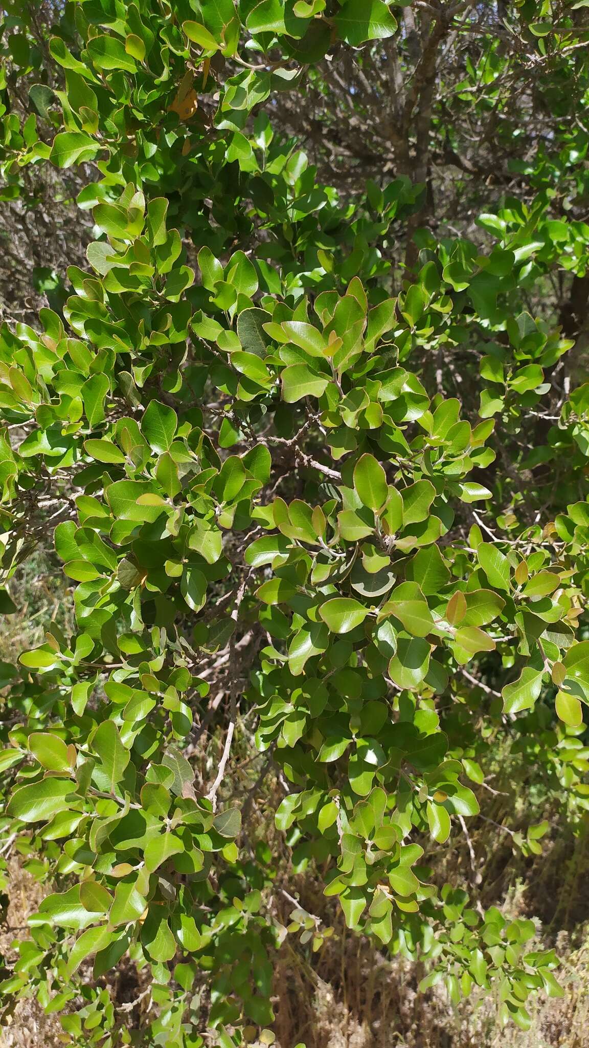 Image of Lithraea caustica Hook. & Arn.