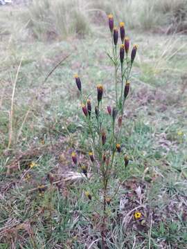 Imagem de Tagetes coronopifolia Willd.