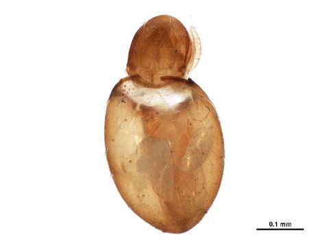 Image of Synichotritiidae
