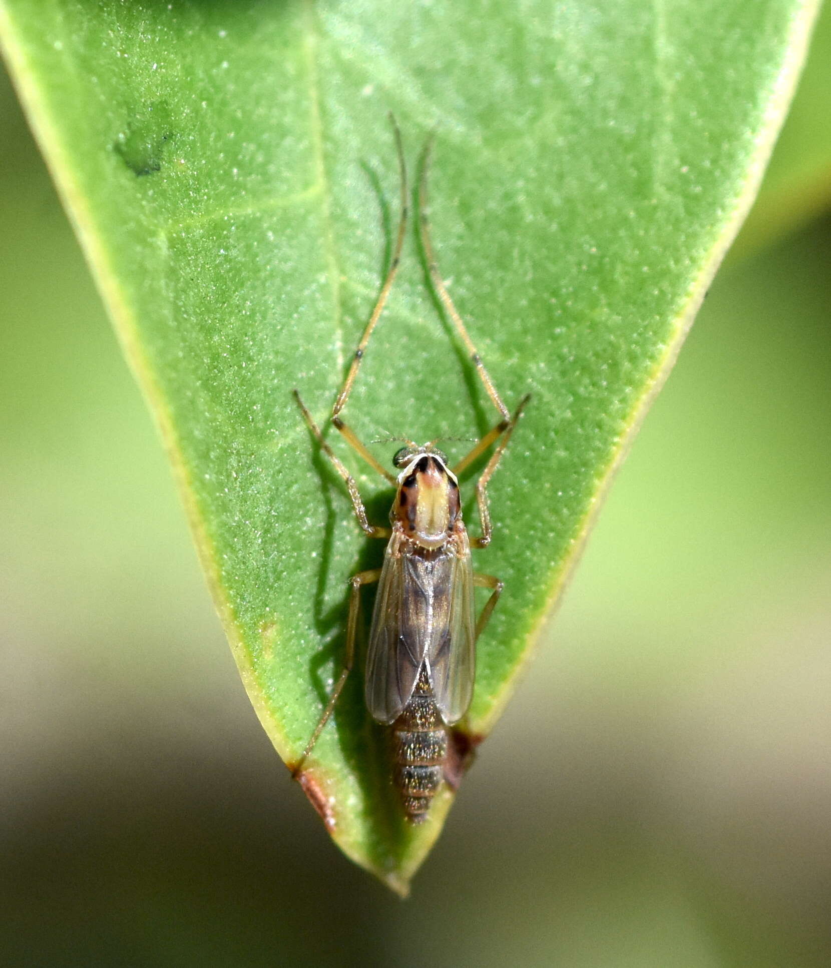 Imagem de Goeldichironomus carus (Townes 1945)