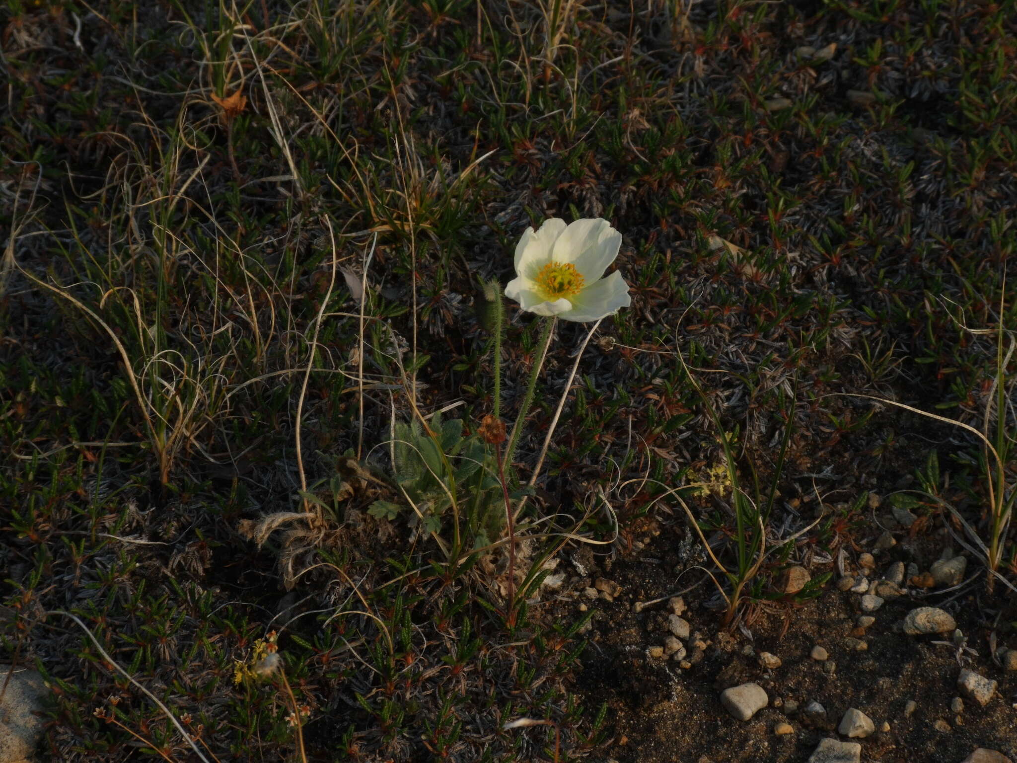 Image of Papaver leucotrichum Tolmatch.