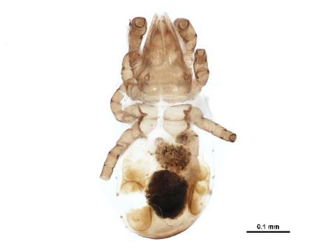 Image of Perlohmanniidae