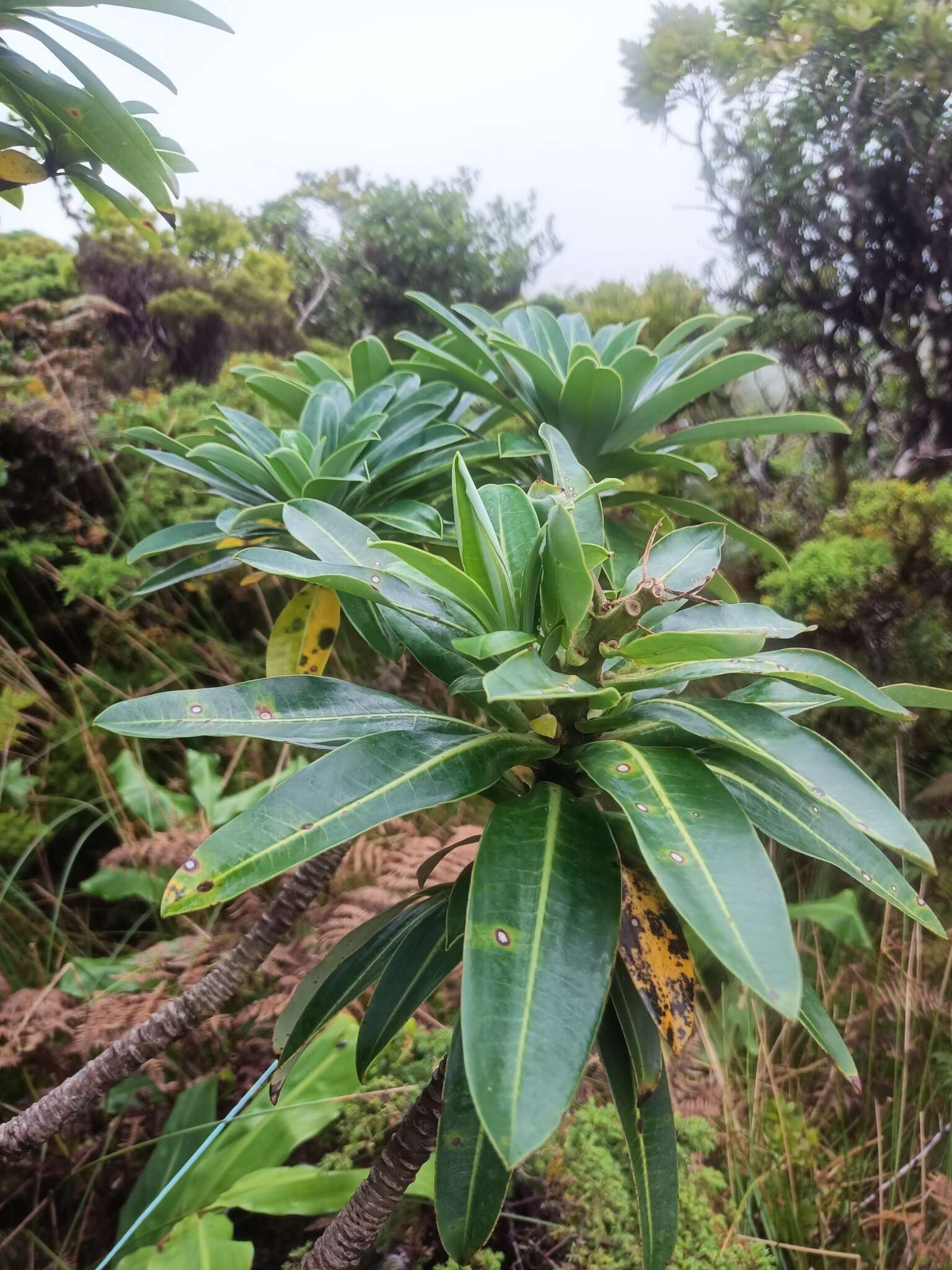 Image of Euphorbia stygiana subsp. stygiana