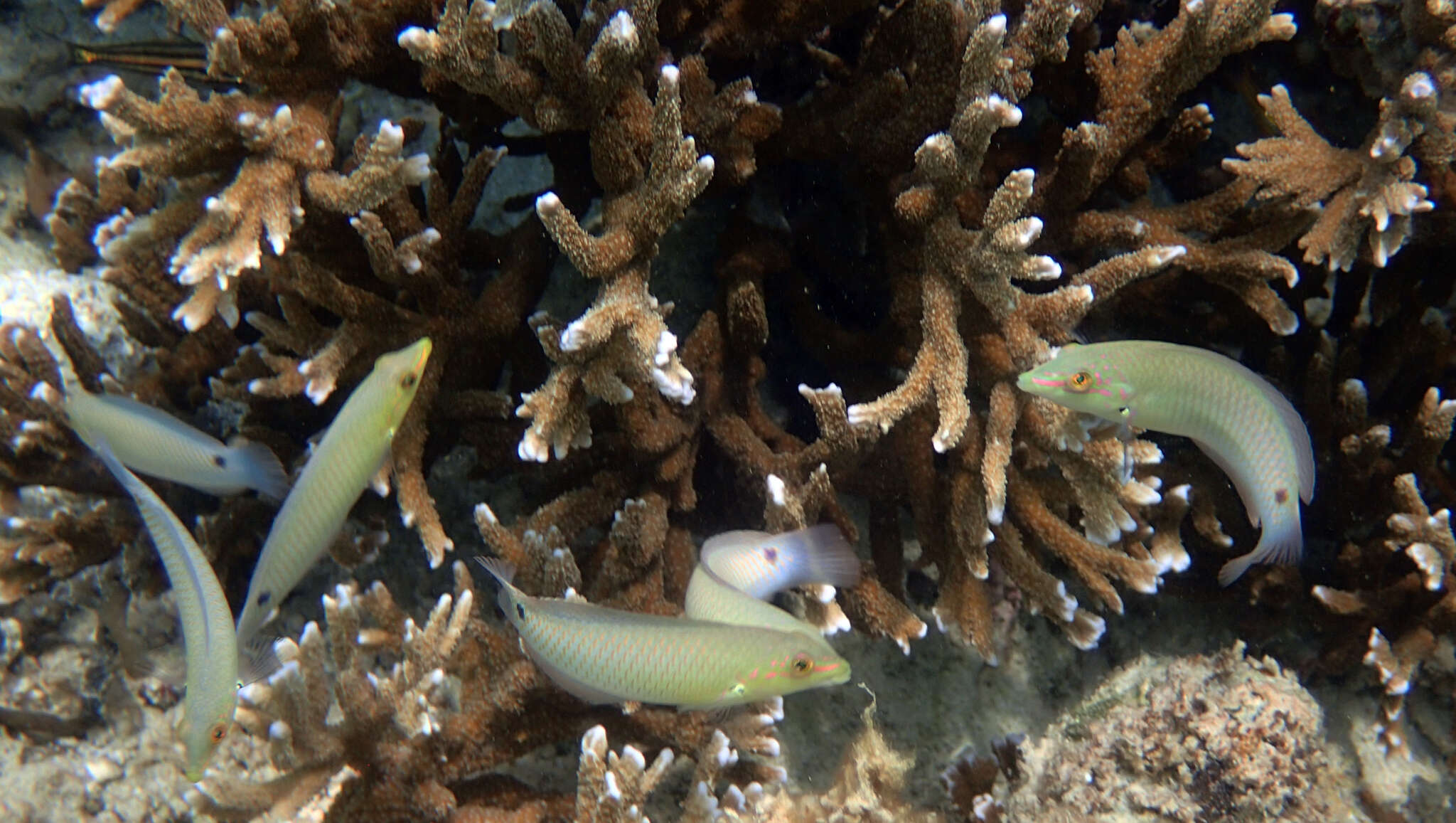 Image of Threespot wrasse