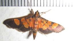 Image of Aethaloessa floridalis Zeller 1852