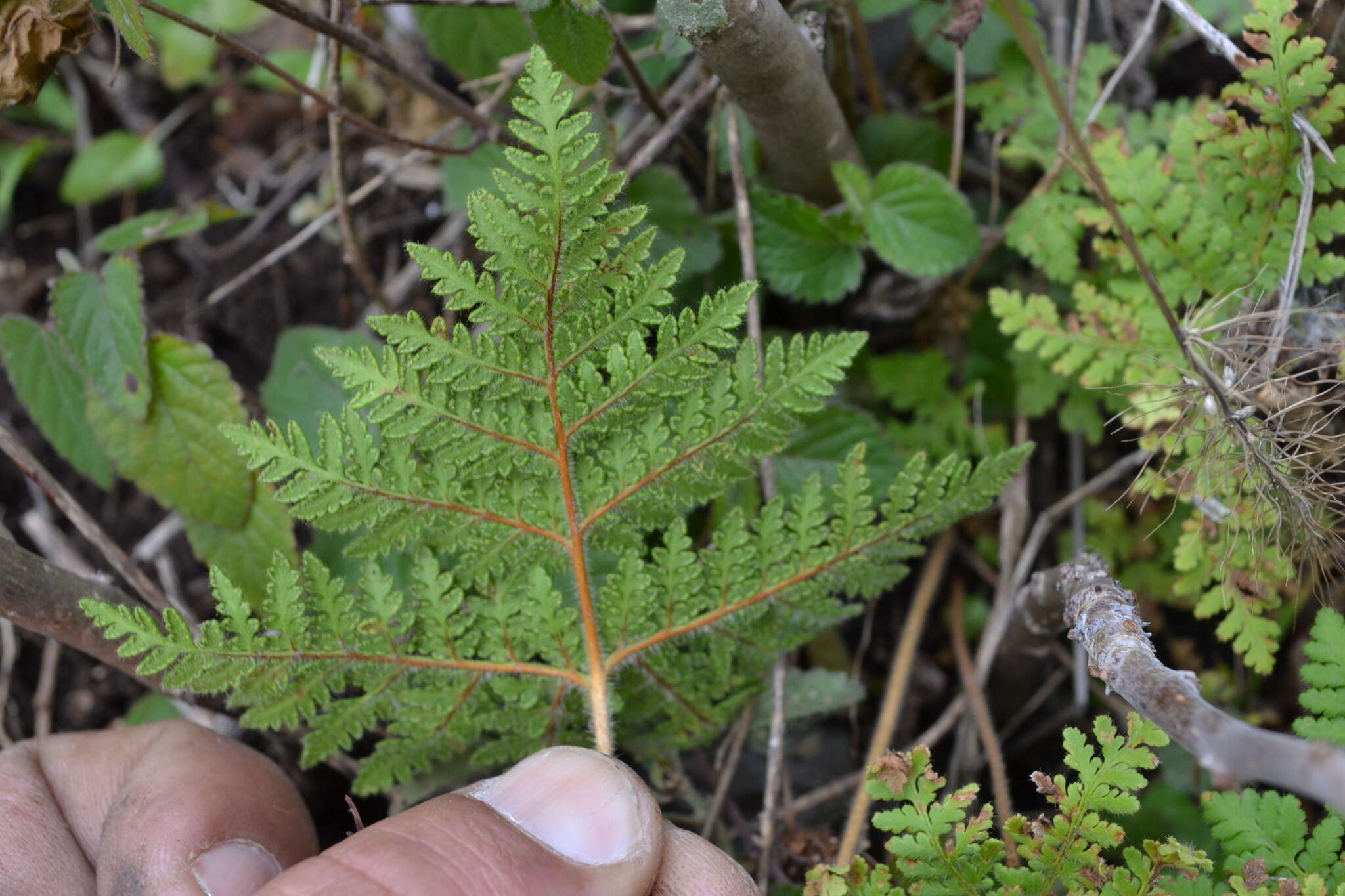 Imagem de Cheilanthes leucopoda Link