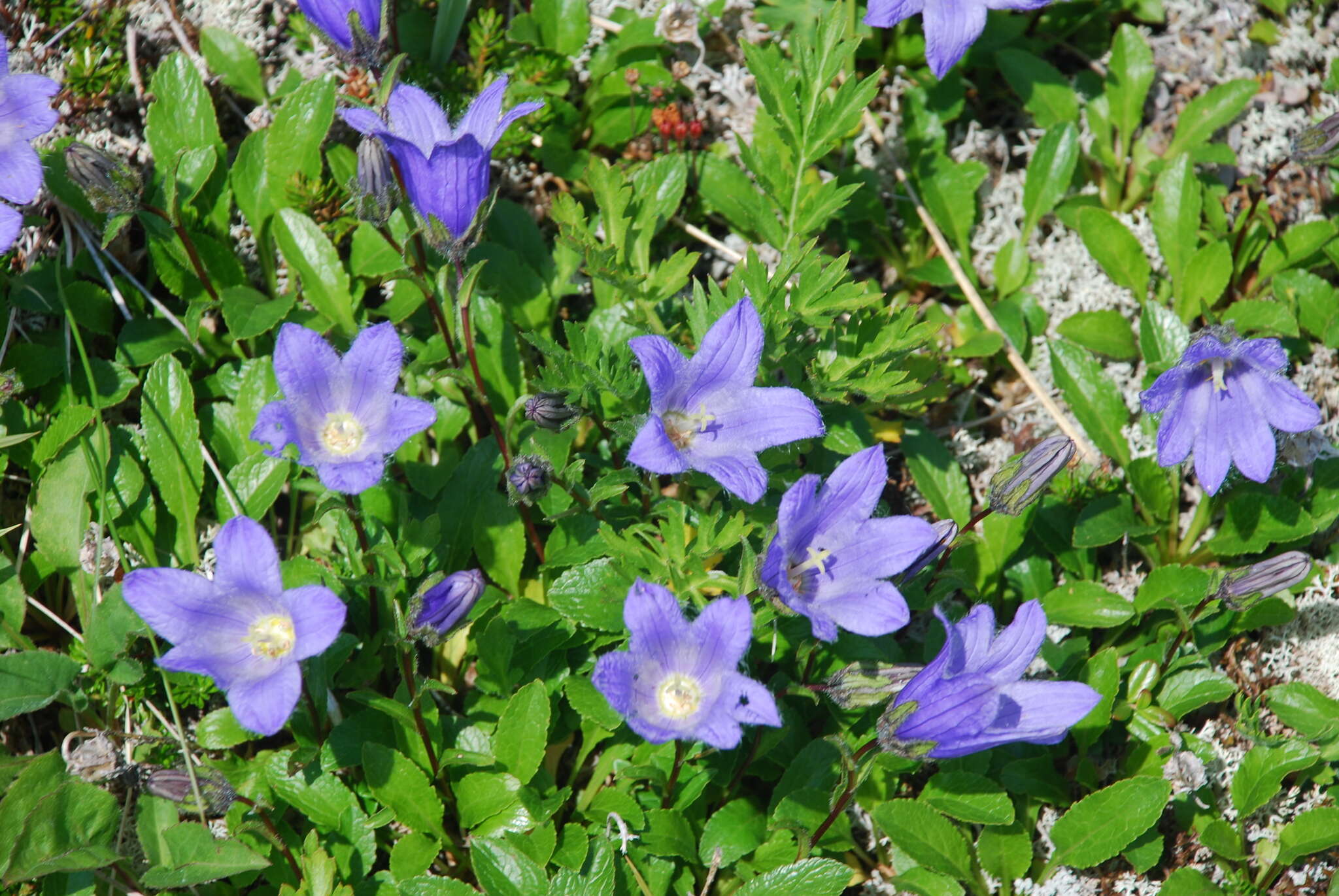 Image of hairyflower bellflower