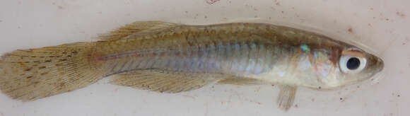 Image of Lacustricola johnstoni