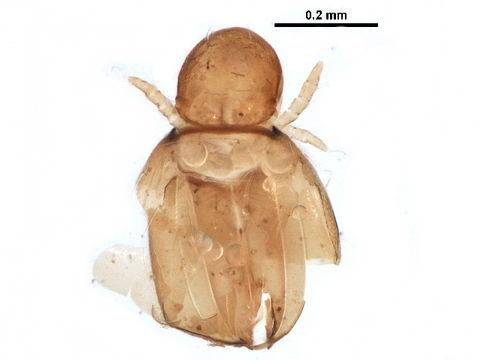 Image of Synichotritiidae