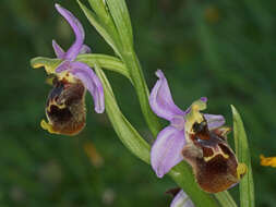 صورة Ophrys fuciflora subsp. heterochila