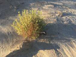 Image of alkali goldenbush