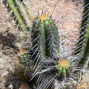 Echinopsis clavata (F. Ritter) D. R. Hunt的圖片