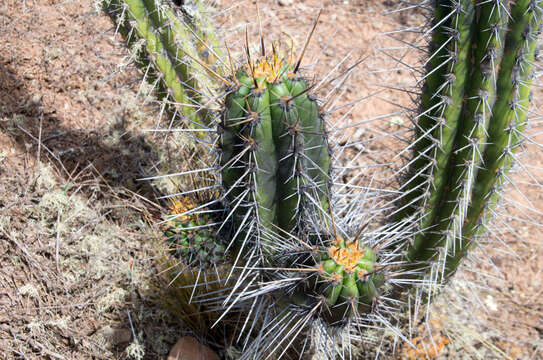 Echinopsis clavata (F. Ritter) D. R. Hunt的圖片