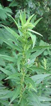 Imagem de Solidago altissima subsp. altissima