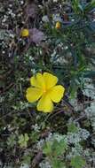 Image of Yellow Rock Rose