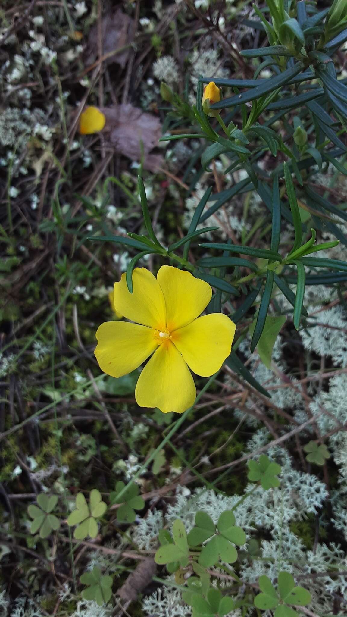 Image of Yellow Rock Rose