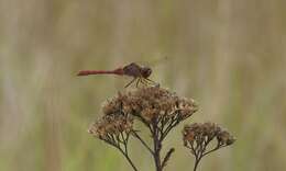 Image of Saffron-winged Meadowhawk