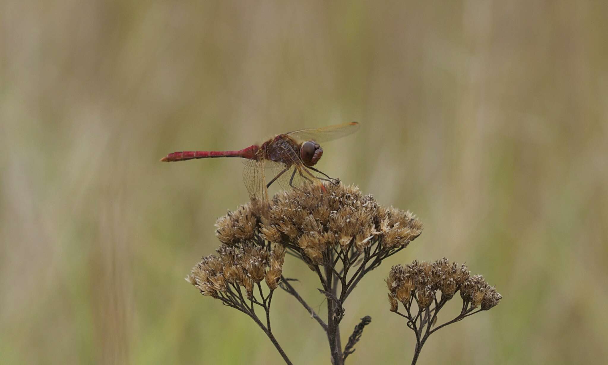 Image of Saffron-winged Meadowhawk