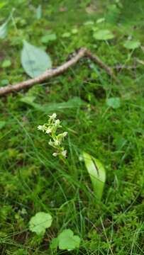 Image of bluntleaved orchid