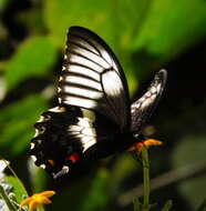 Image of Papilio gambrisius Cramer (1777)