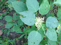 Image of Canadian woodnettle