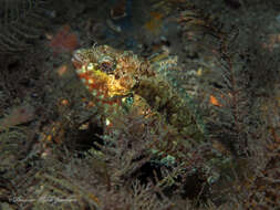 Image of Bucktooth Parrotfish