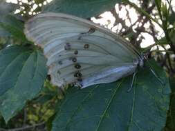 Imagem de Morpho polyphemus Westwood (1850)