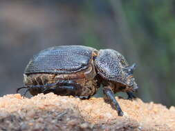 Image of Syrichthomorphus termitophilus Péringuey 1901