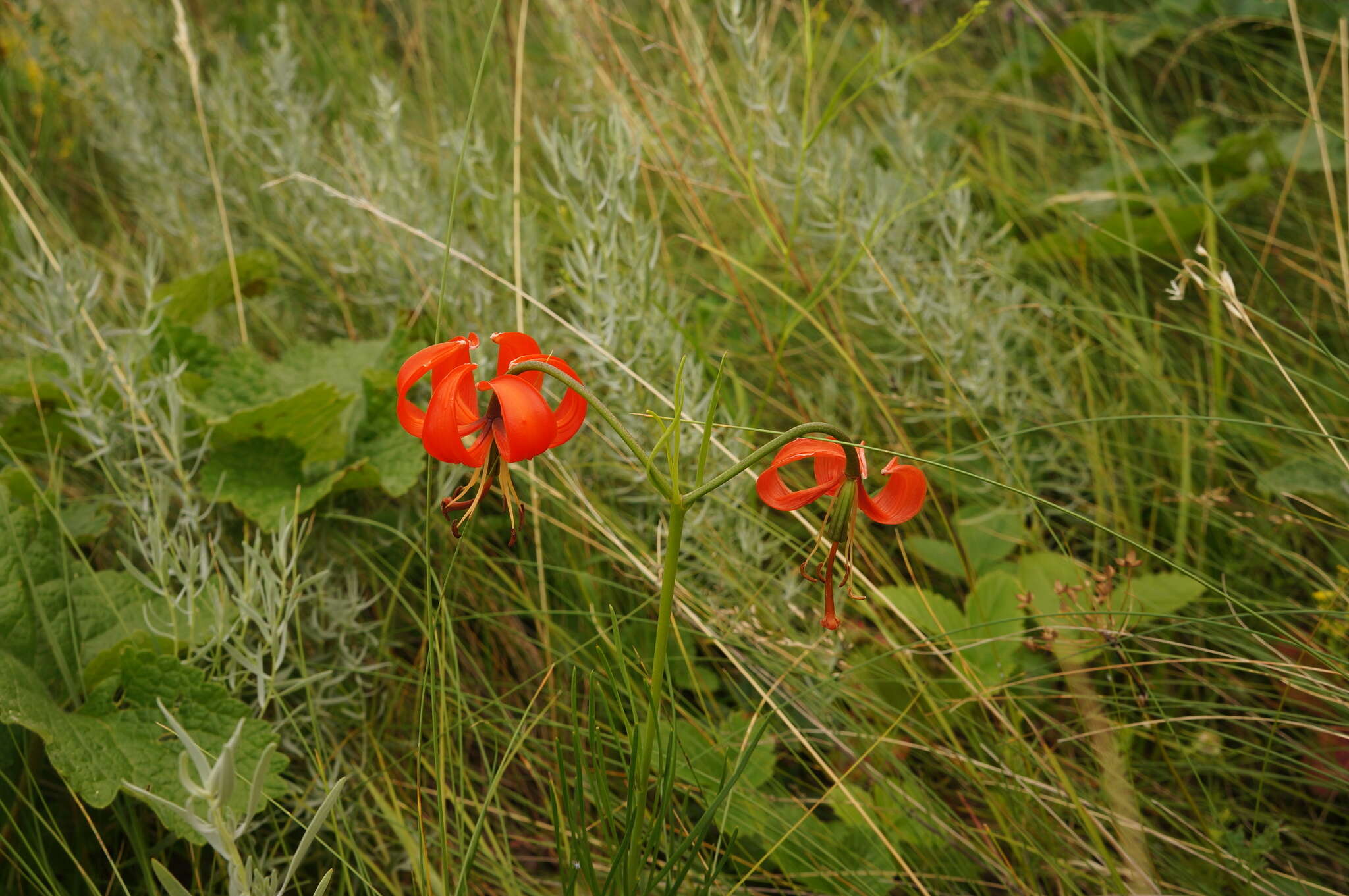 Image of Lilium pumilum Redouté