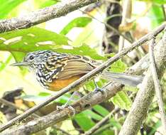 Image of Streak-headed Antbird