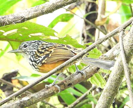 Image of Streak-headed Antbird