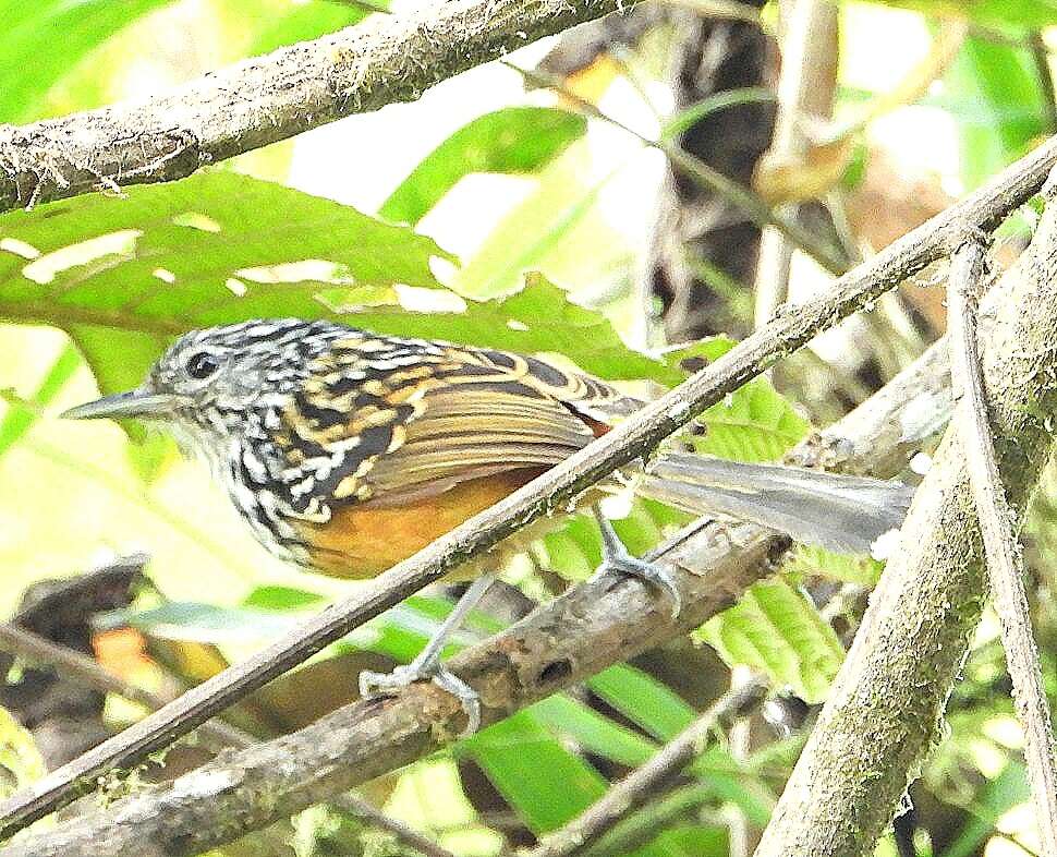 Image of Streak-headed Antbird