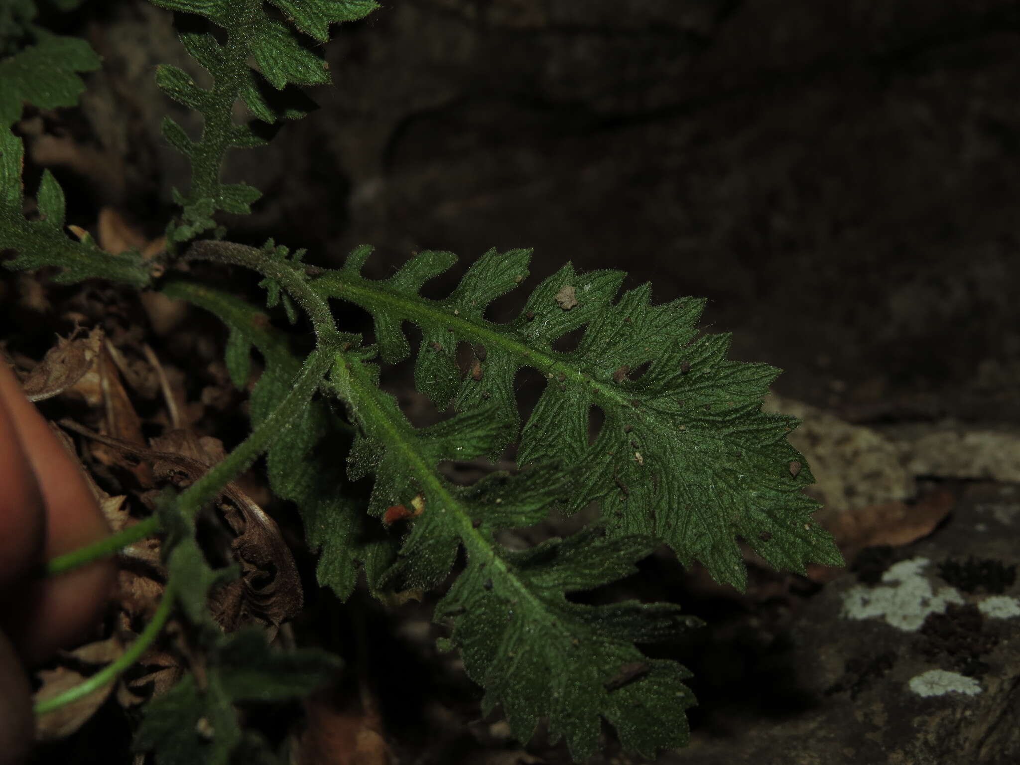 Image of Leucheria cantillanensis