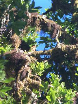 Image of Costa Rican Pygmy Owl