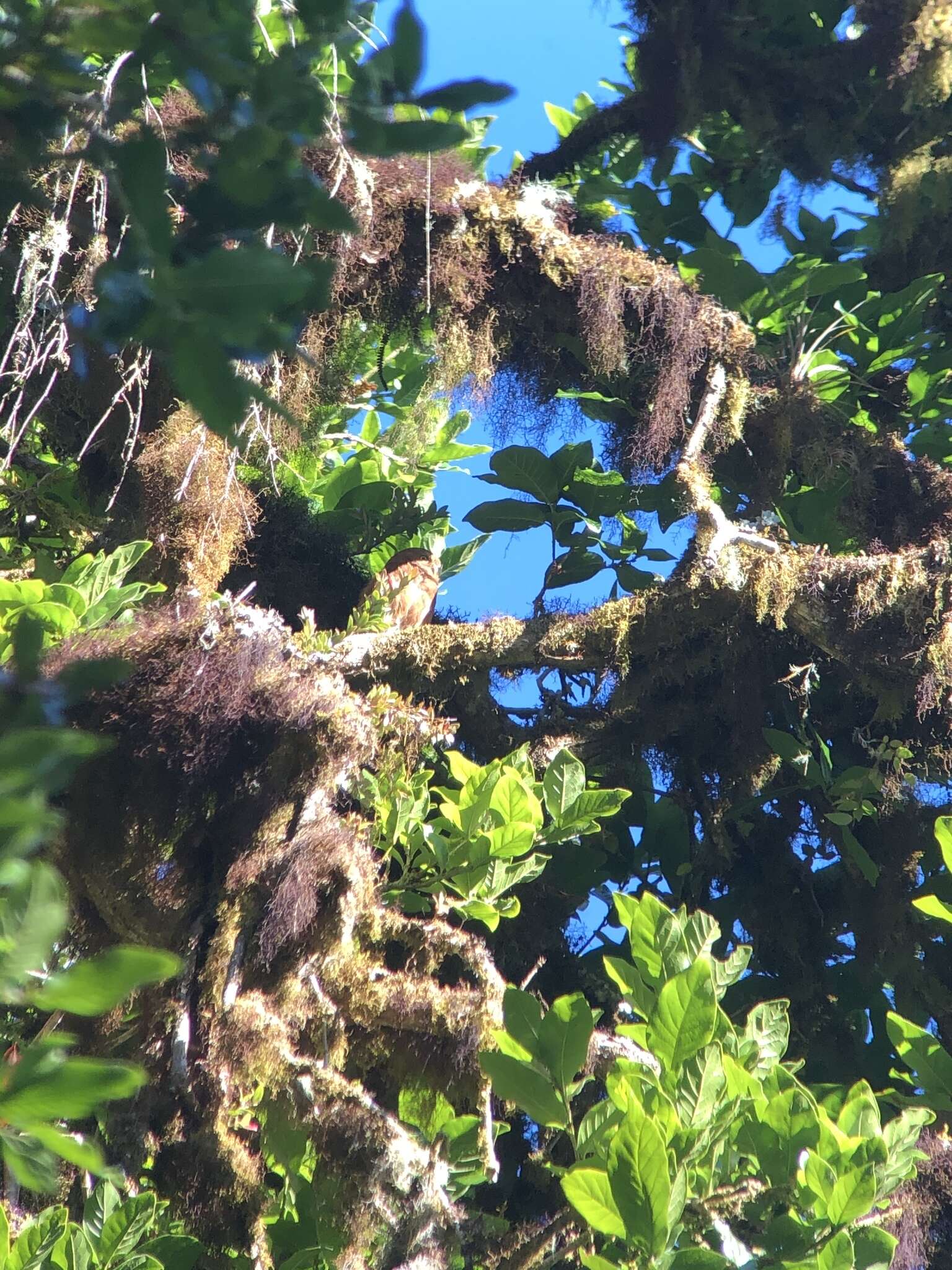 Image of Costa Rican Pygmy Owl