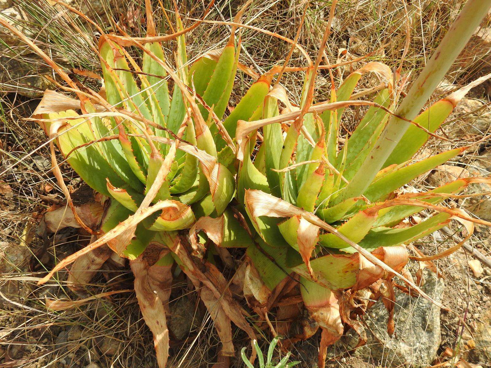 Image of Pretoria aloe