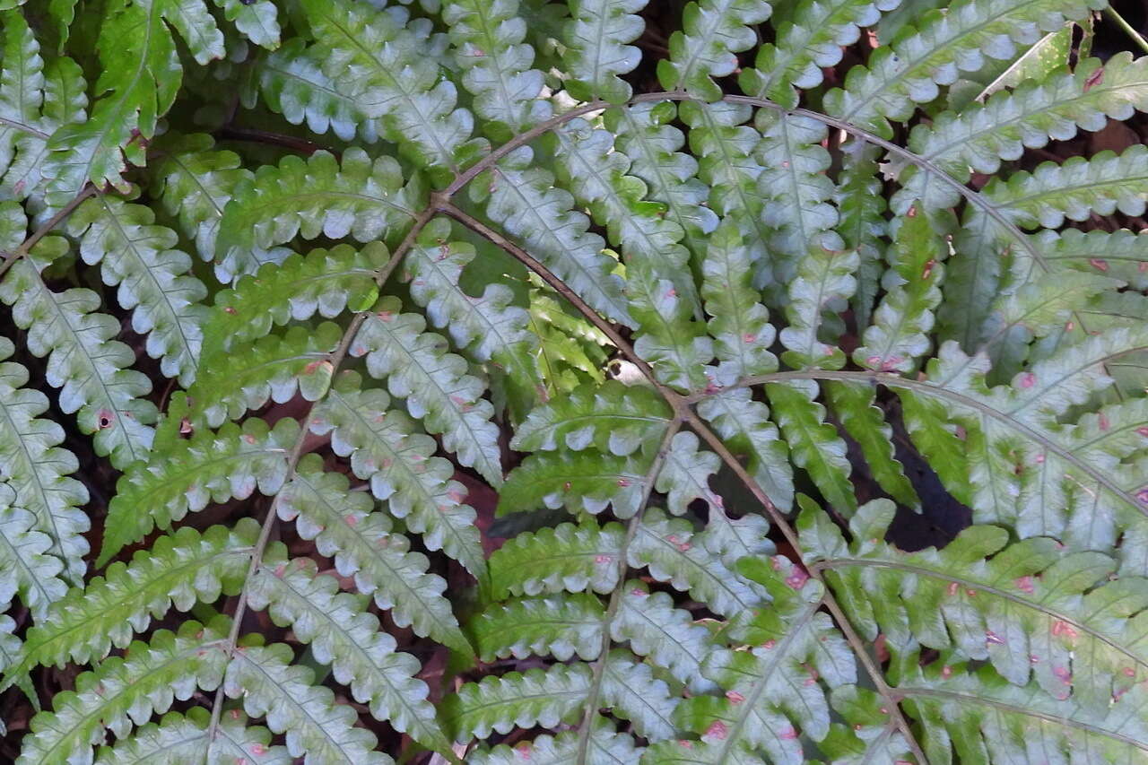 Sivun Pleocnemia cumingiana C. Presl kuva