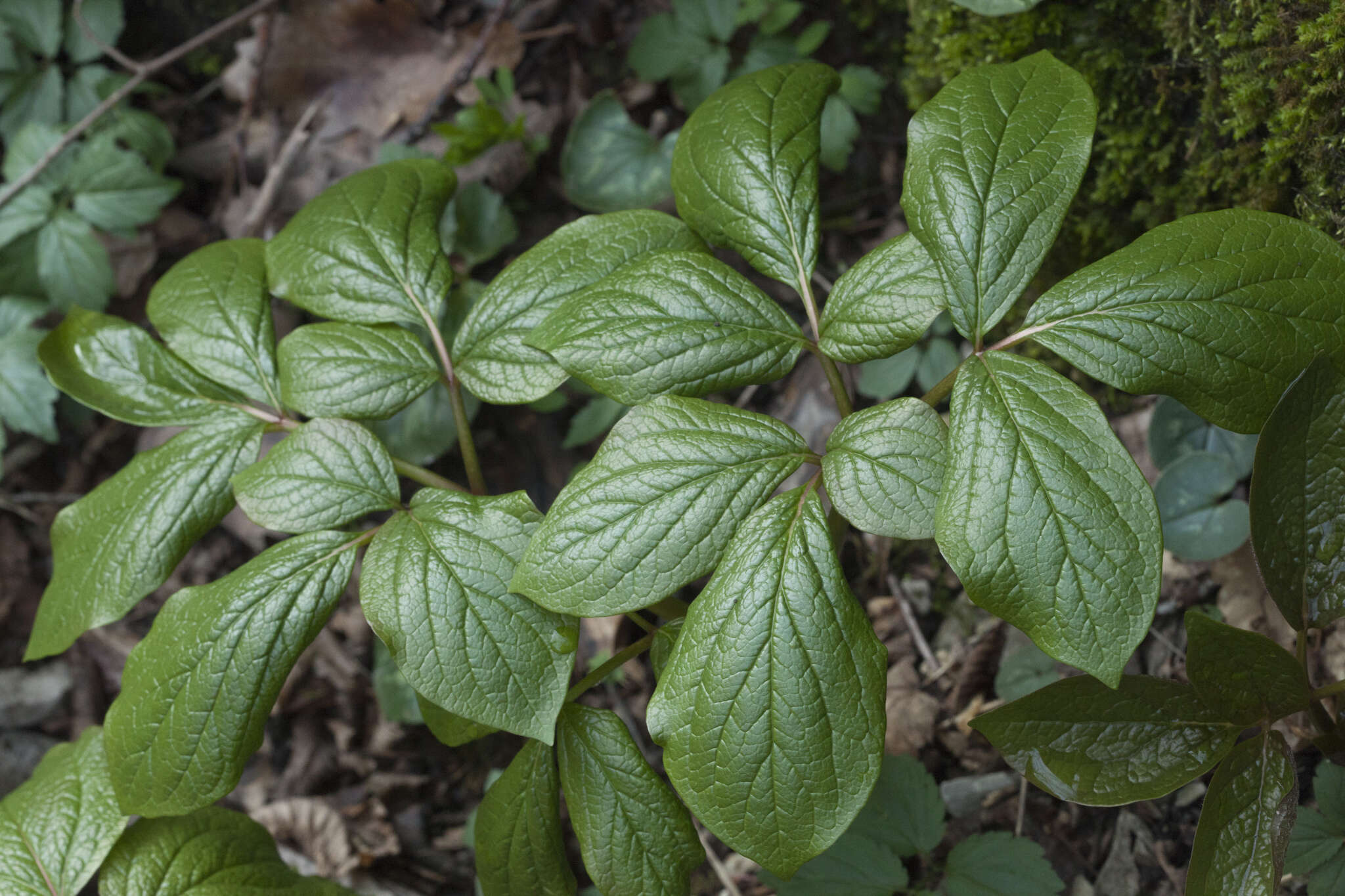 Image of Paeonia wittmanniana Hartw. ex Lindl.