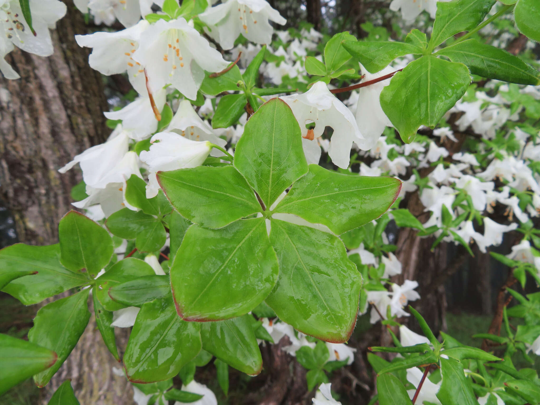 صورة Rhododendron quinquefolium Bisset & S. Moore