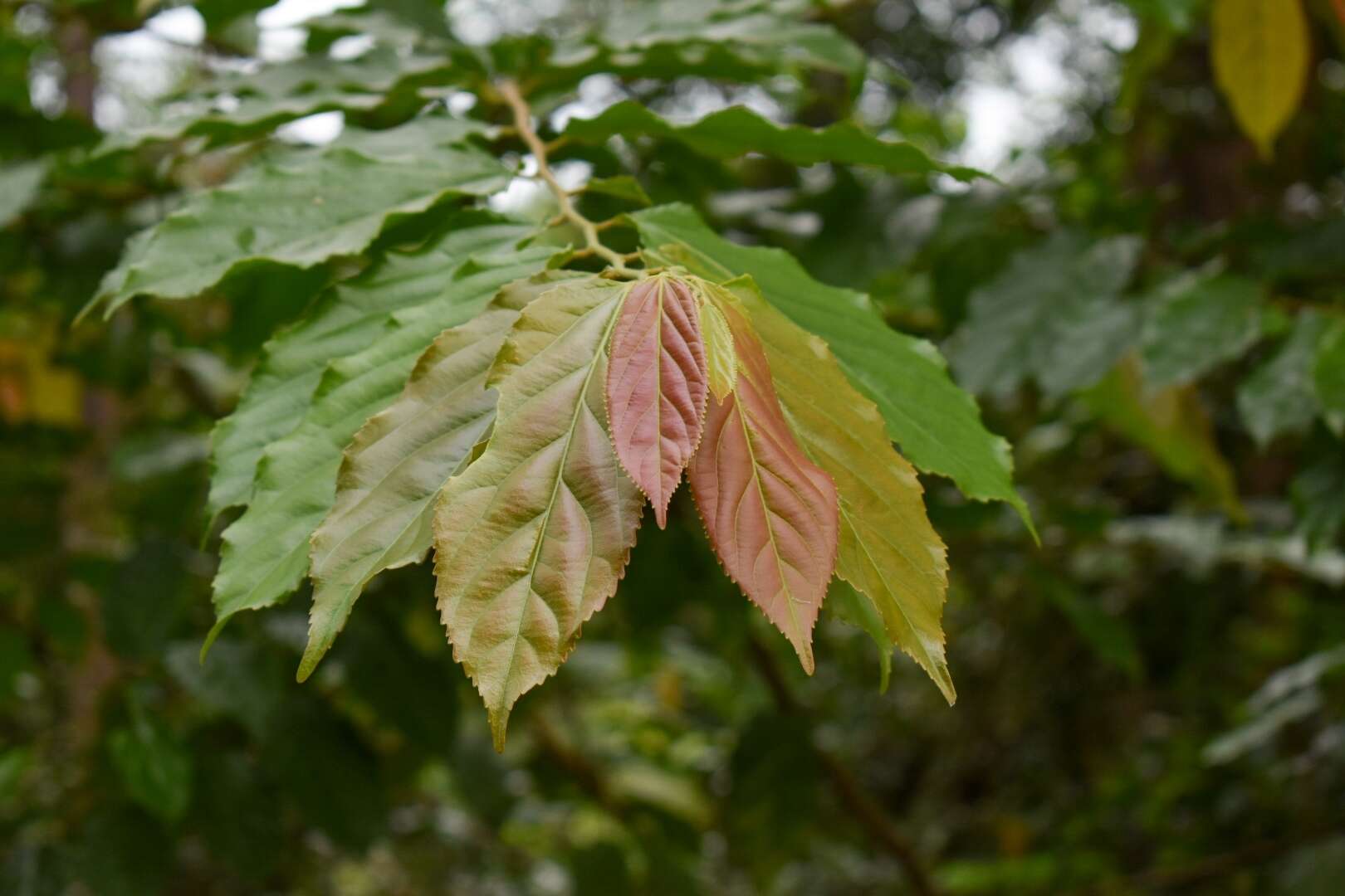 Image de Microcos paniculata L.